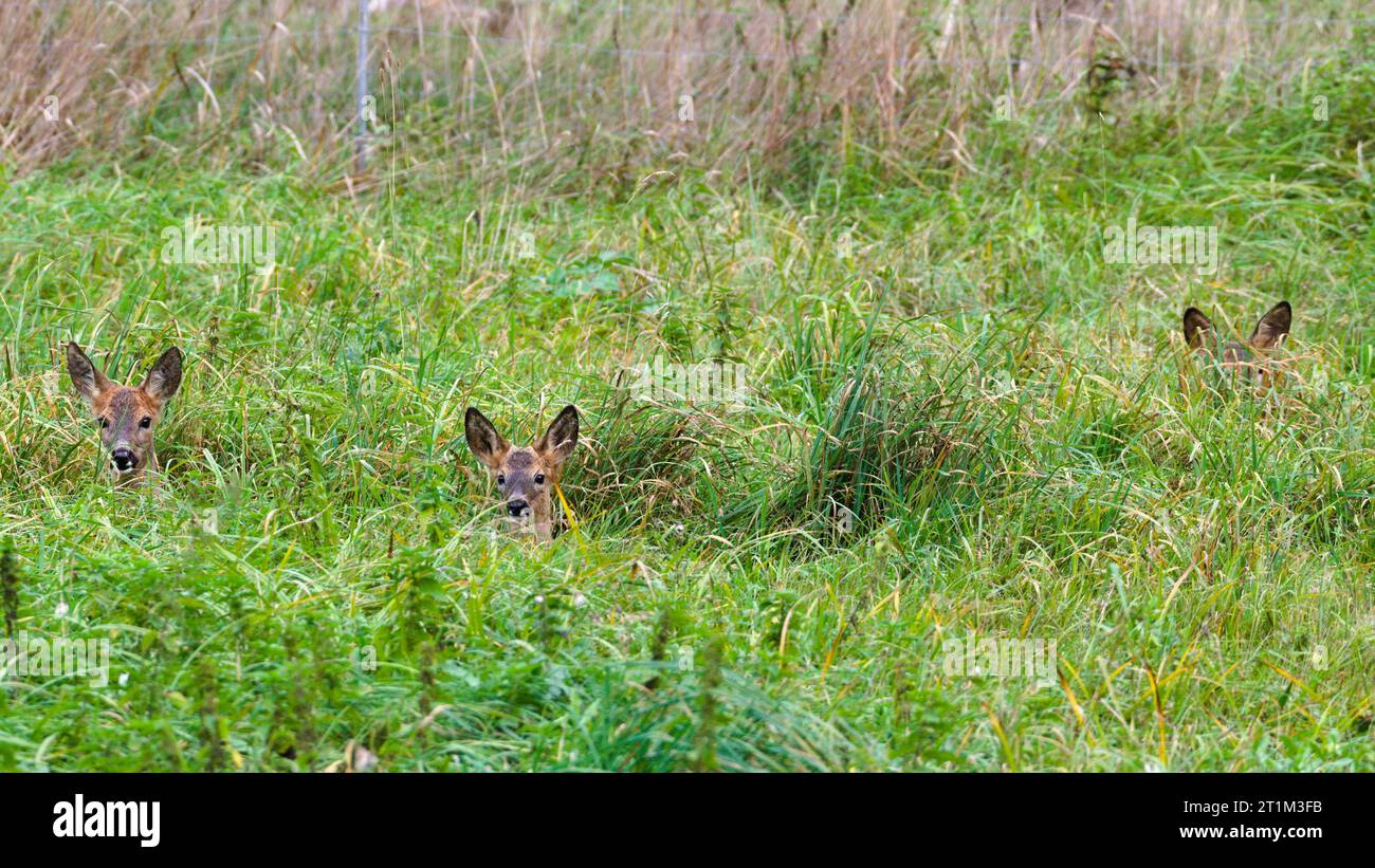 Il gruppo di capreoli europei Capreolus capreolus è nascosto nell'erba e guarda il fotografo su un campo. Divertente foto di animali. Teste e orecchie visibili. Foto Stock