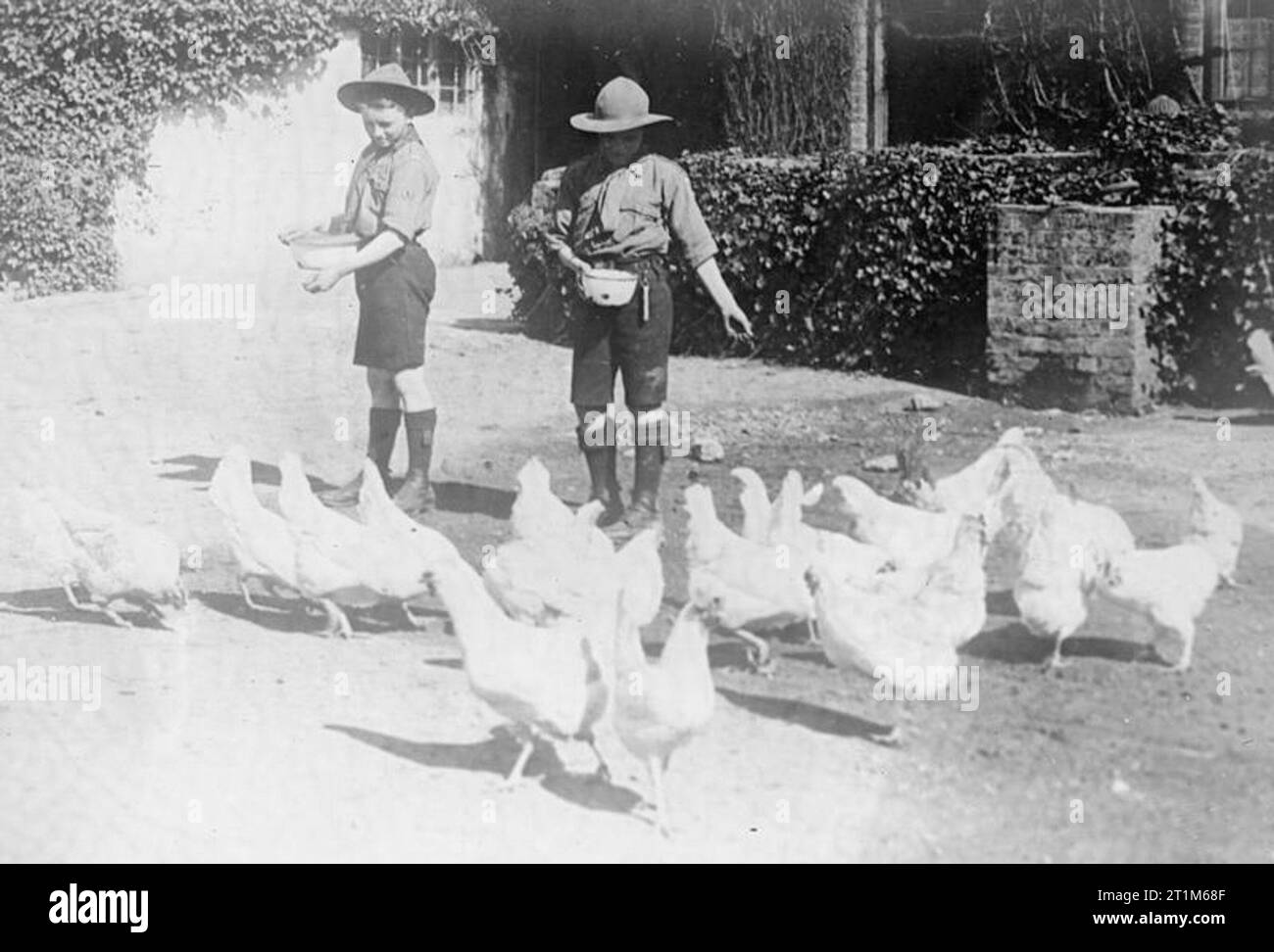 Ministero delle informazioni Prima Guerra Mondiale Raccolta ufficiale di Boy Scout, alimentazione di pollame Foto Stock