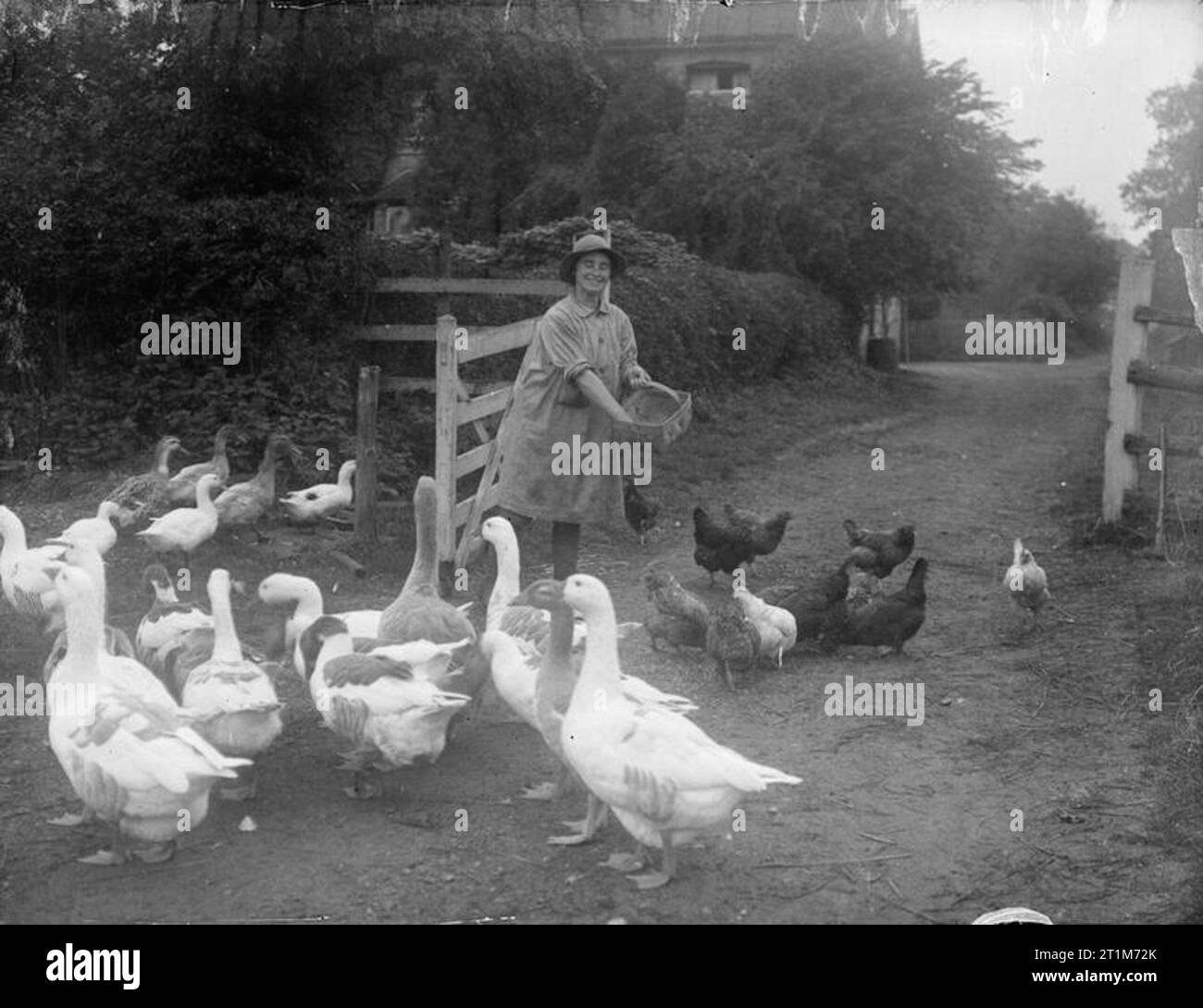 Ministero delle informazioni Prima Guerra Mondiale Raccolta ufficiale donna contadino di avicoli. Foto Stock