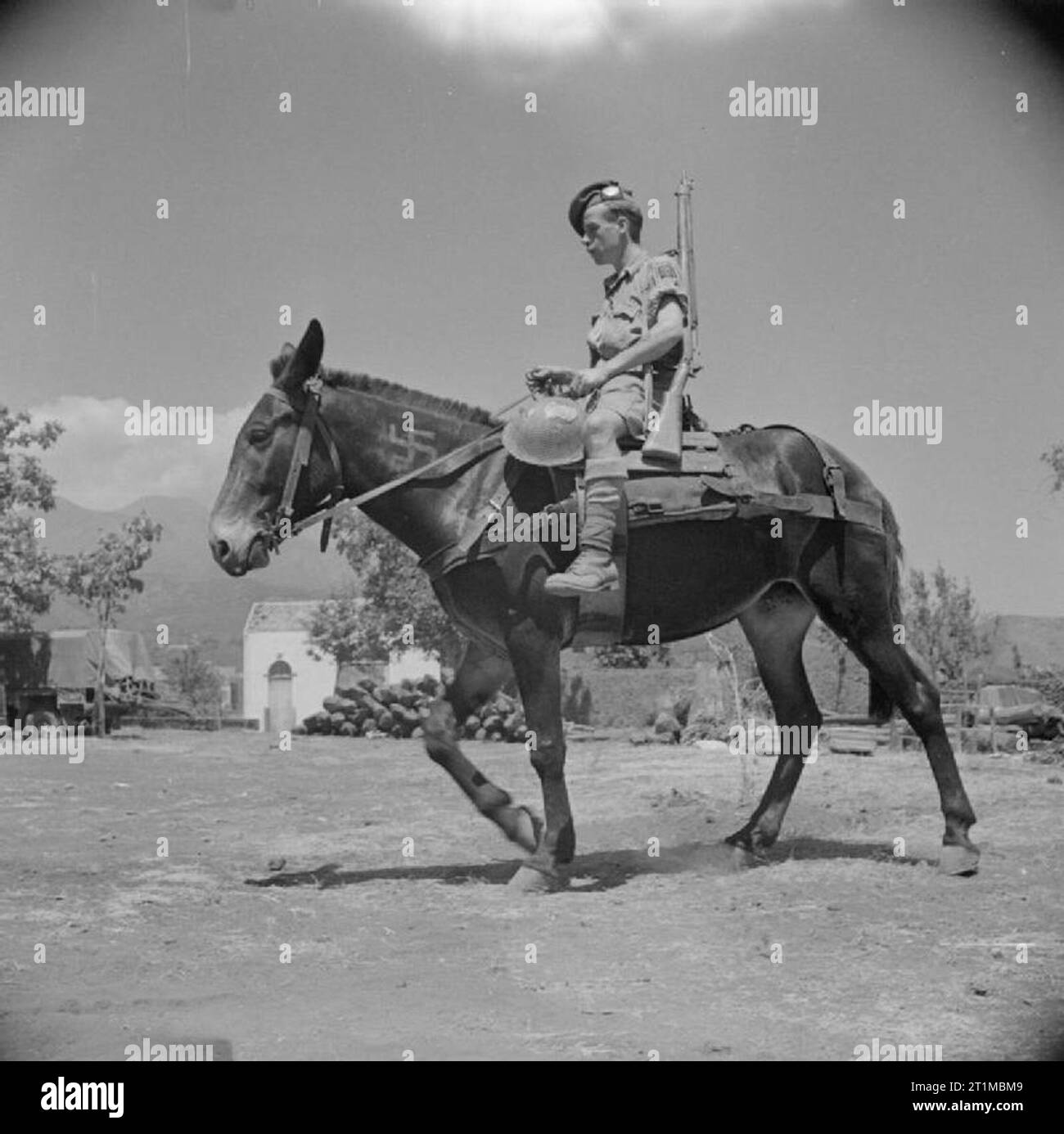 L'esercito britannico in Sicilia 1943 Stanley privato Davis di quinto Seaforth Montanari cavalca un pack mule con una croce uncinata emblema sulla marca il collo dell'animale, 16 agosto 1943. Gli animali sono stati attualmente impiegato dalla 51st Highland Division nel terreno collinare vicino vulcano Etna. Foto Stock