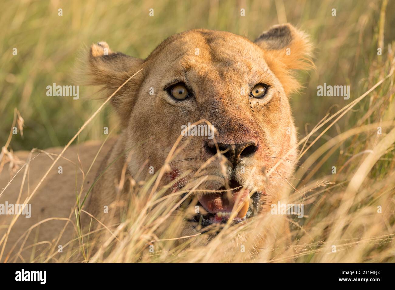 Sanguinoso volto di una leonessa nella savana erbosa Foto Stock