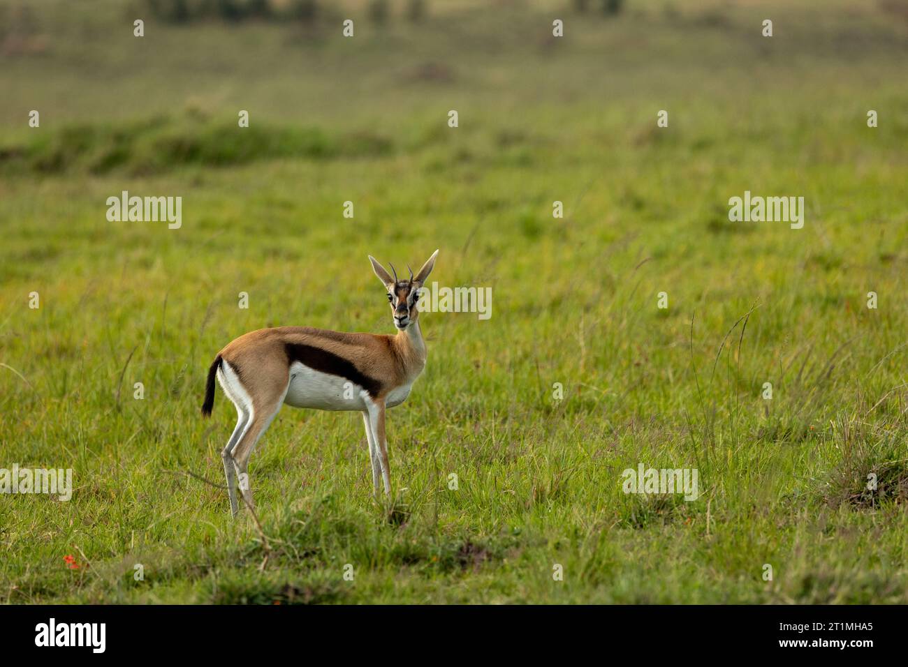 Thompson gazzella nelle praterie dell'Africa nella riserva nazionale Masai Mara Foto Stock