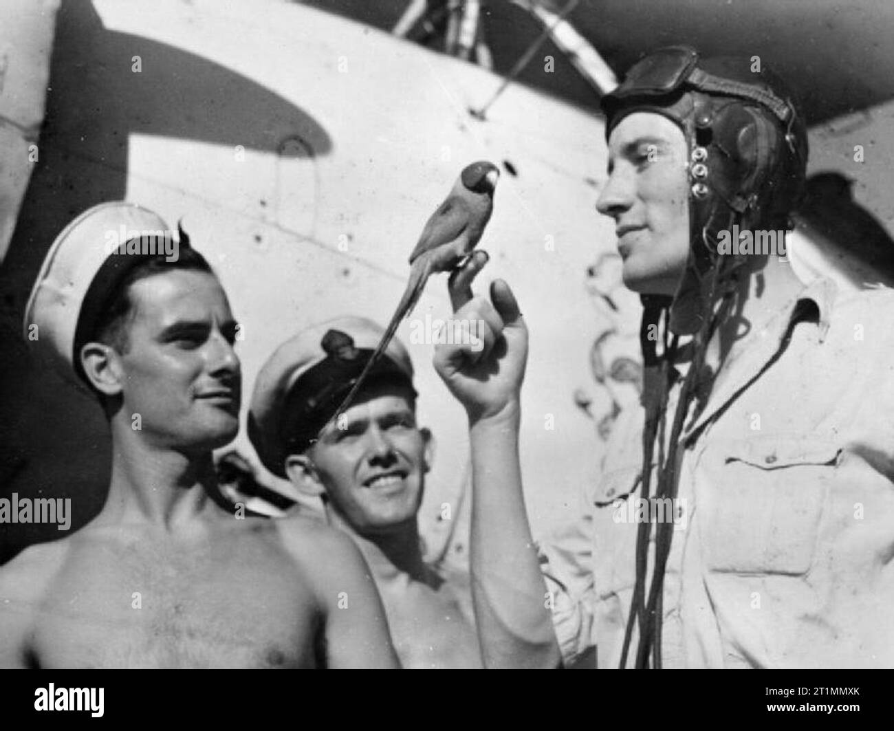 La Royal Navy durante la Seconda Guerra Mondiale un Fairey Swordfish pilota di 834 Squadrone, Fleet Air Arm a bordo BATTLER HMS con il suo piccolo animale pappagallo appollaiato sul suo dito. Foto Stock