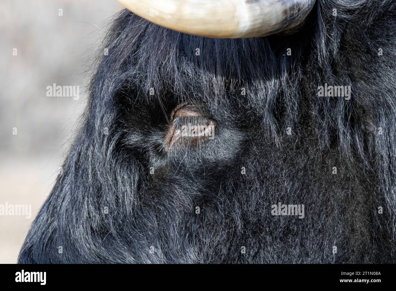 Primo piano della testa di una mucca scozzese scozzese di colore Foto Stock