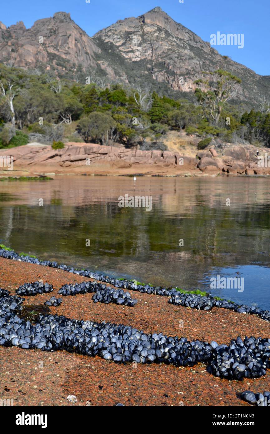 Letti di mitili esposti alla bassa marea sulla penisola di Freycinet in Tasmania con la famosa catena montuosa Hazards sullo sfondo in una tranquilla giornata di sole Foto Stock