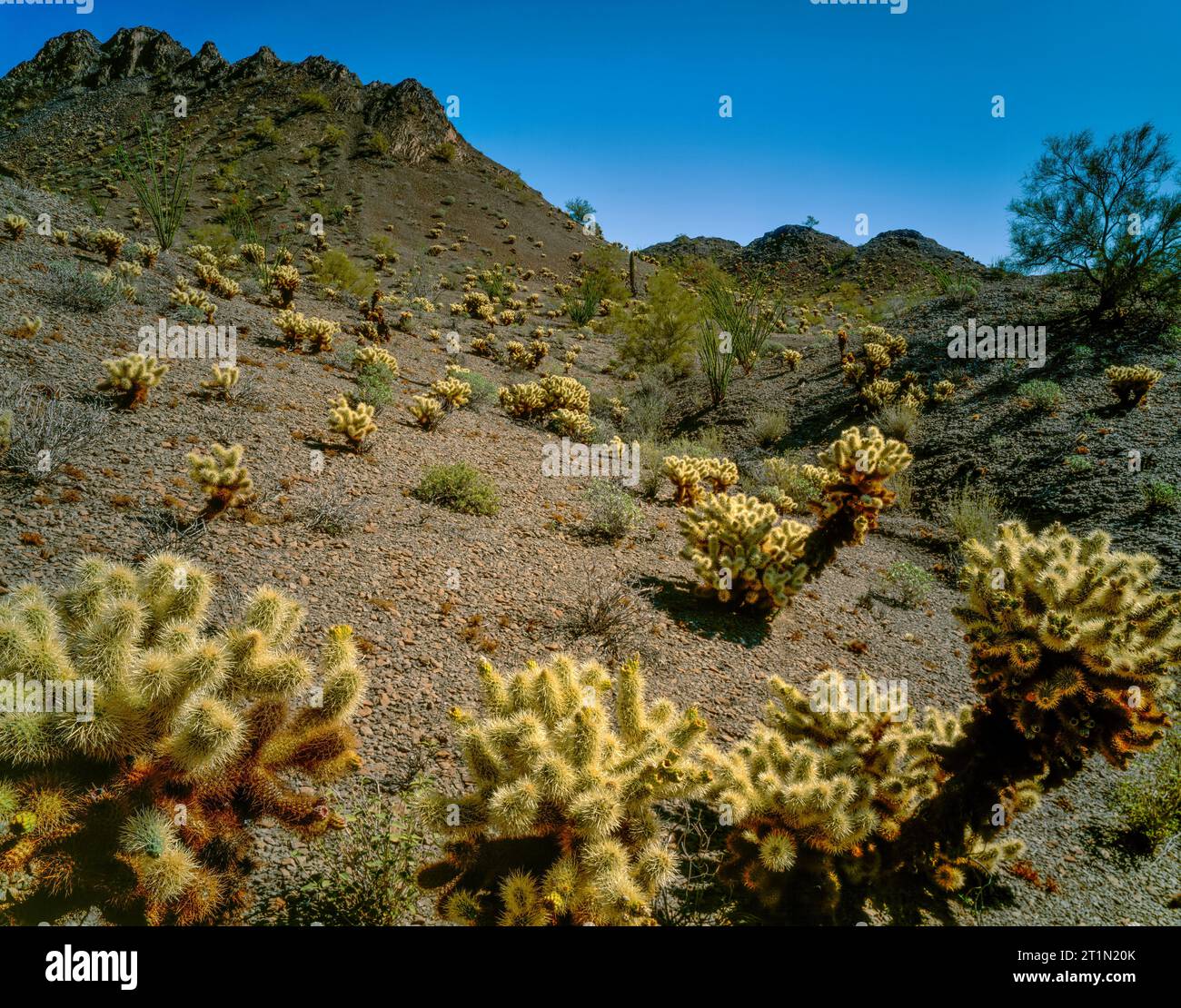 Teddy Bear Cholla, Cabeza Prieta National Wildlife Refuge, Arizona, Arizona Foto Stock