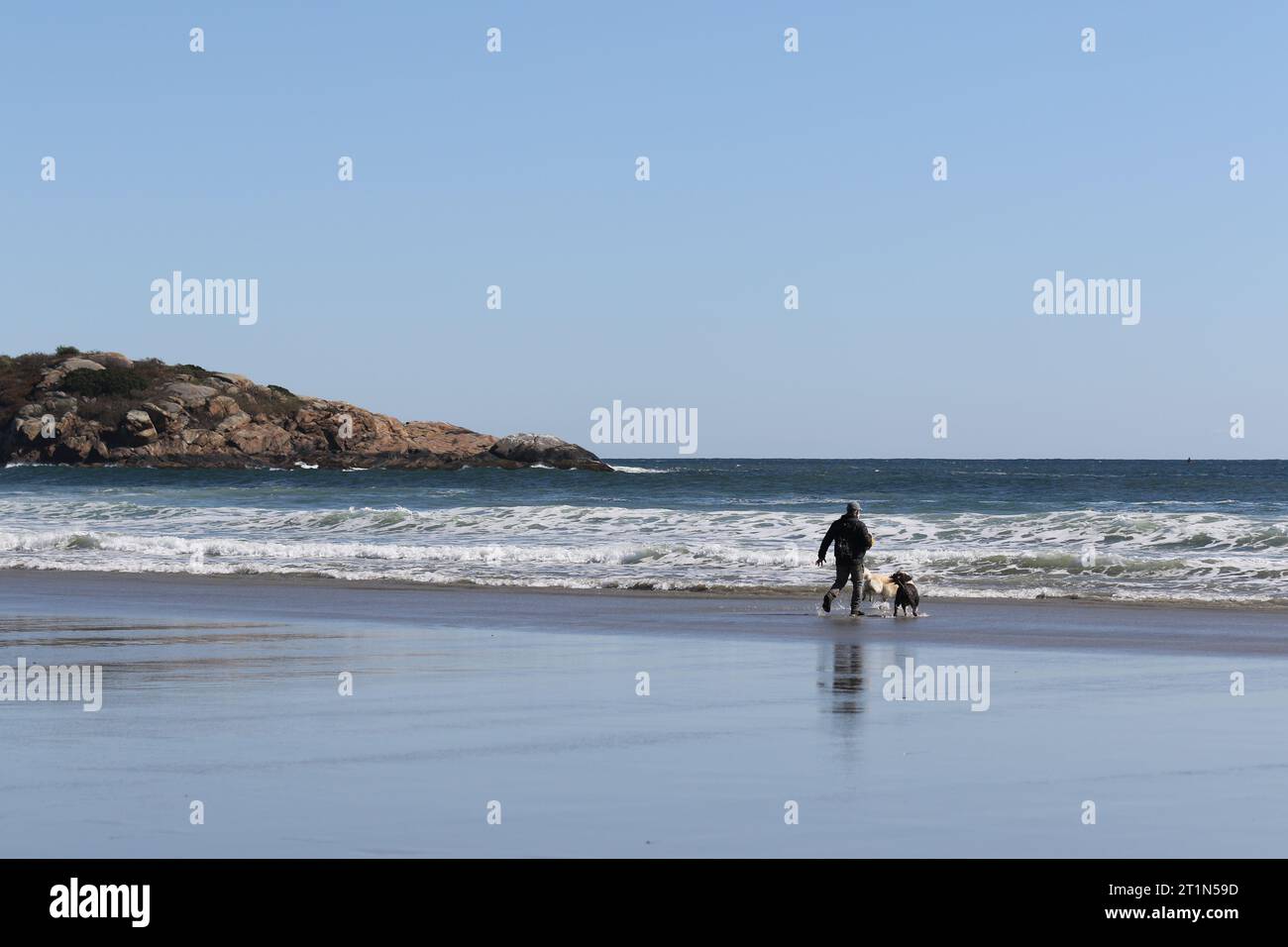 Un uomo che cammina a Good Harbor Beach giocando con un cane vicino all'oceano Foto Stock