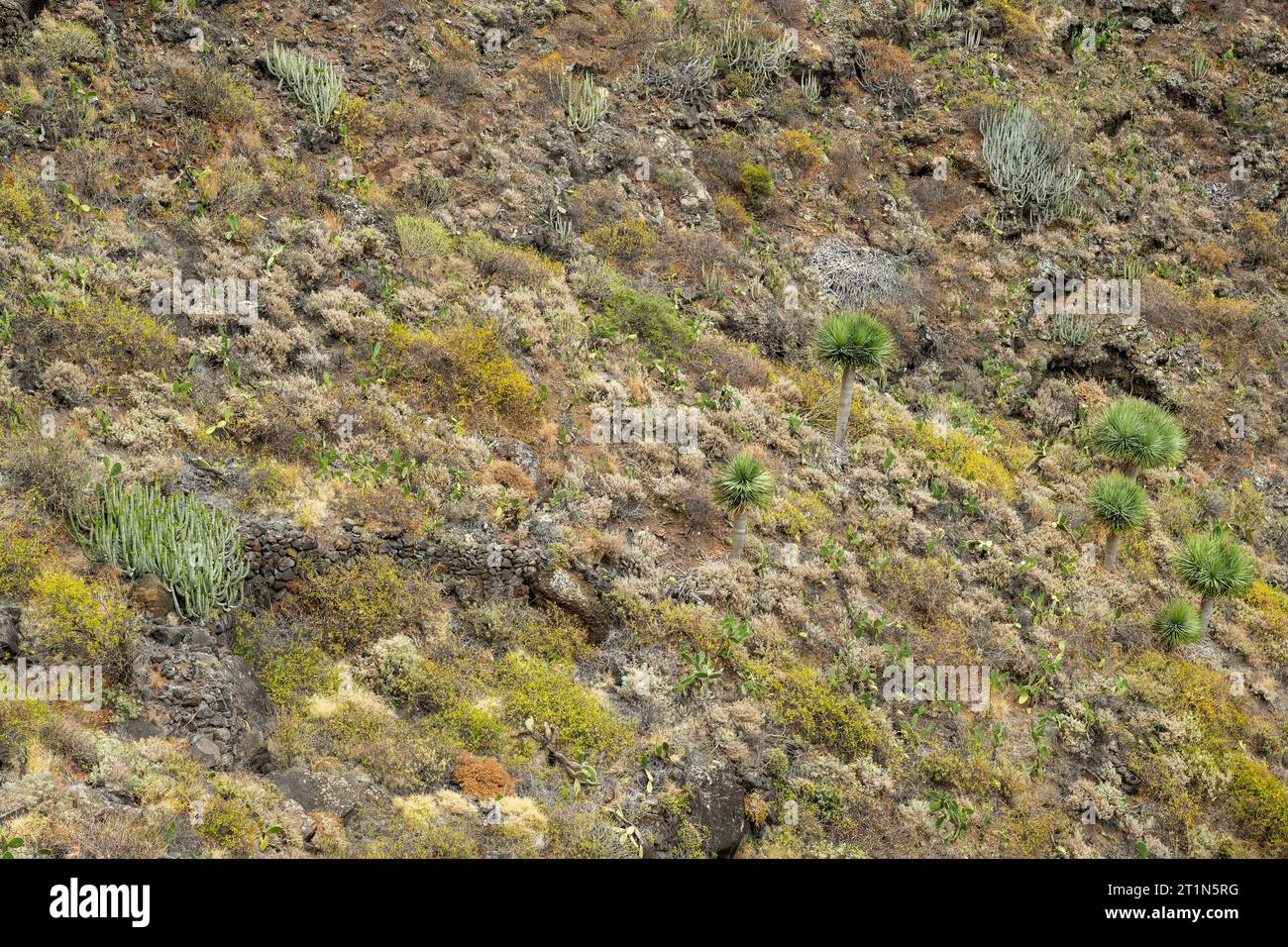 Scogliera vicino a Punta de Hidalga, Anaga, Tenerife, con abbondante vegetazione autoctona che include numerosi alberi di drago (Dracaena draco) Foto Stock