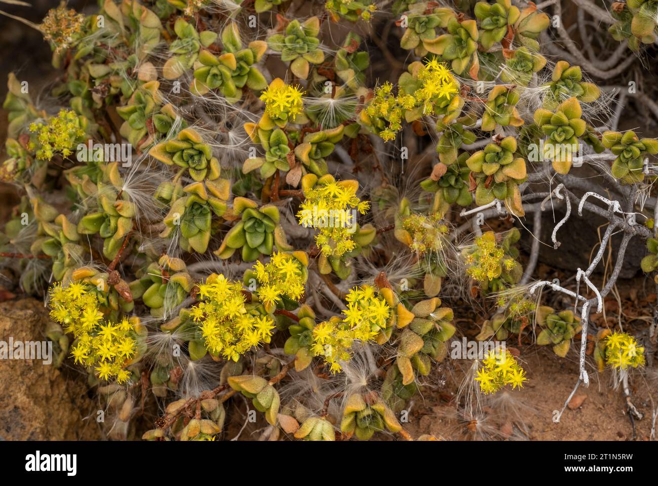 Aeonium lindleyi, una specie endemica delle Canarie della famiglia houseleek, in fiore vicino a Punta de Hidalga, Anaga, Tenerife, Isole Canarie Foto Stock