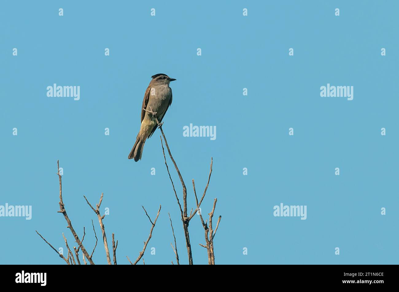 Slaty Flycatcher incoronato nell'ambiente della foresta di Calden, provincia di la Pampa, Argentina. Foto Stock