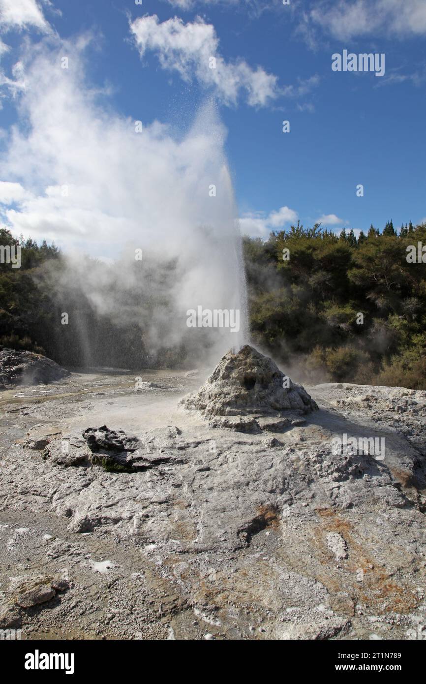 Lady Knox Geyser a Rotorua nuova Zelanda. Questo geyser è un'attrazione popolare nella regione termale di Rotorua in nuova Zelanda Foto Stock