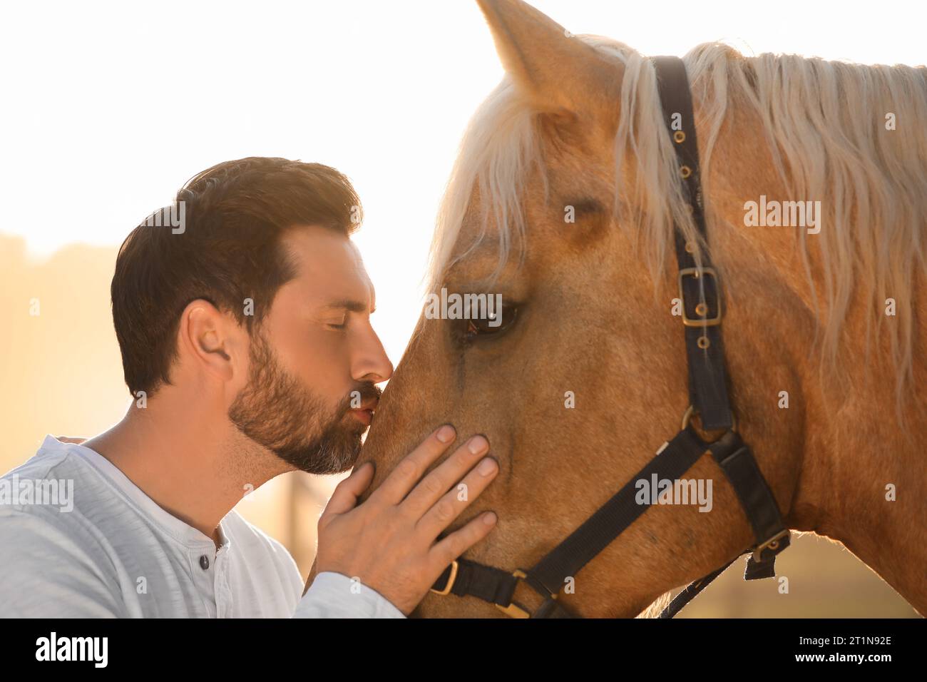 Bell'uomo con adorabile cavallo all'aperto nelle giornate di sole. Adorabile animale domestico addomesticato Foto Stock