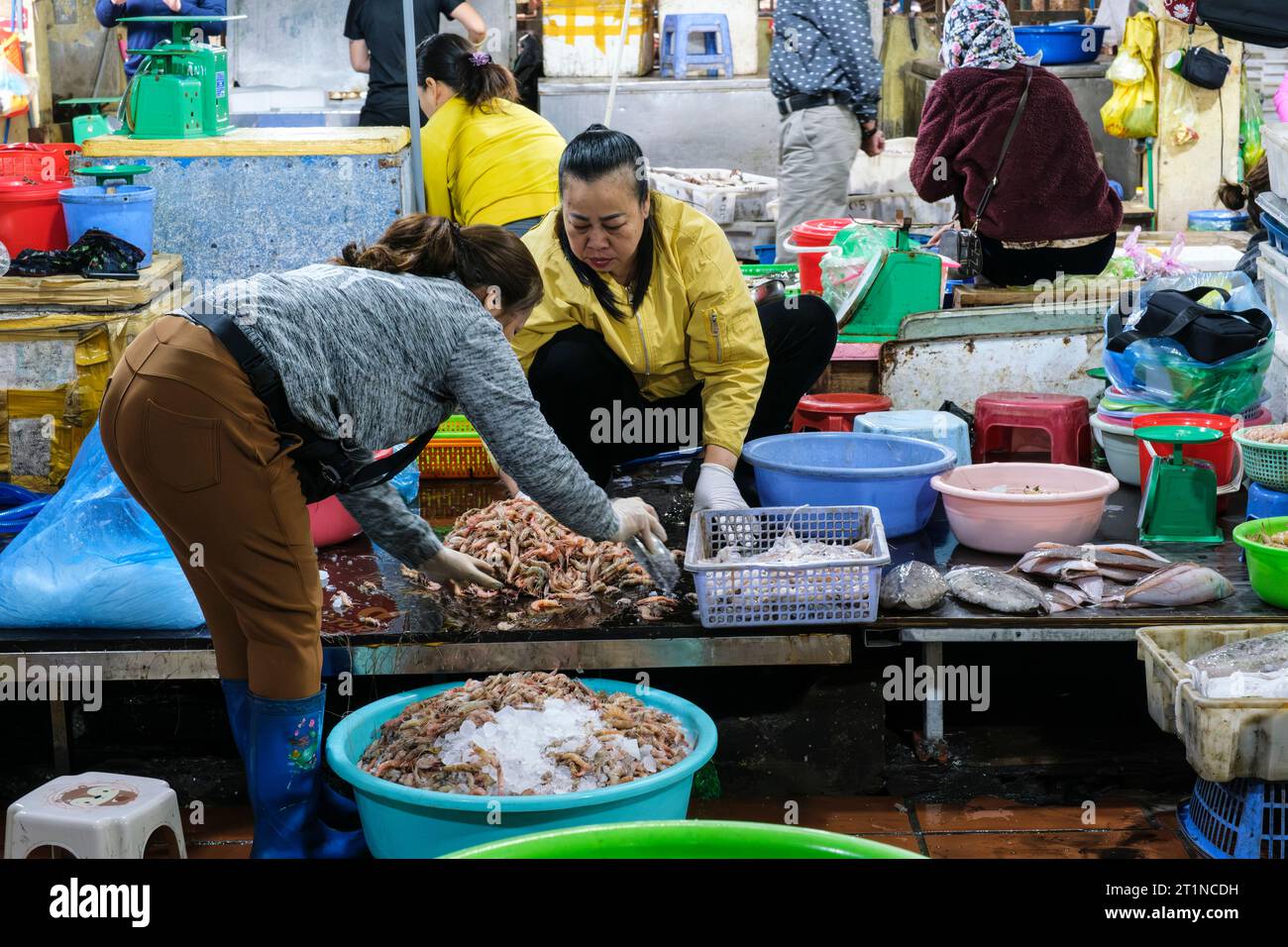 Cat Ba, Vietnam. La mattina presto prepara i gamberi per la vendita sul mercato. Foto Stock