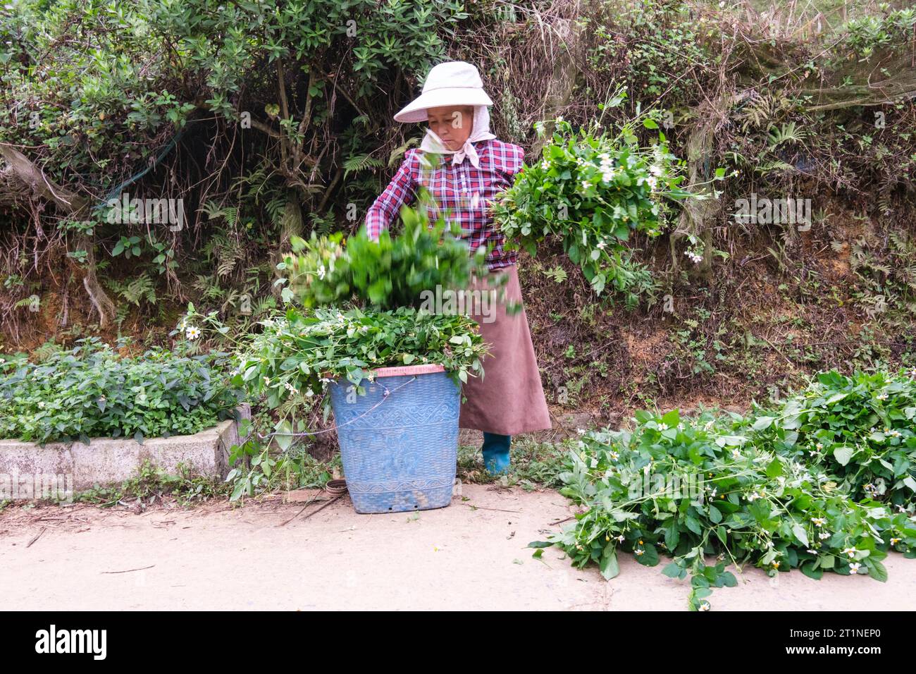 BAC ha, Vietnam. Hmong Woman che colleziona green per il bufalo d'acqua. Foto Stock