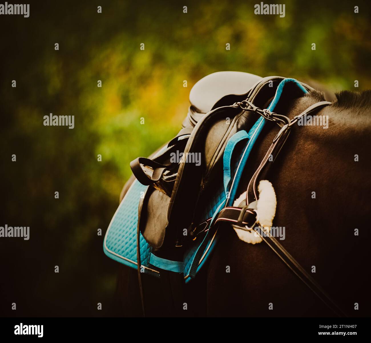 Un cavallo nero indossato con attrezzature sportive, come una sella, staffe e un pettorale. Mostra il mondo degli sport equestri e dell'equitazione Foto Stock