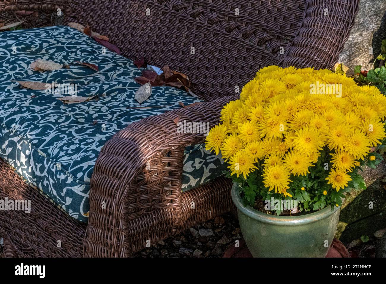 Mamme gialle in giardino Foto Stock