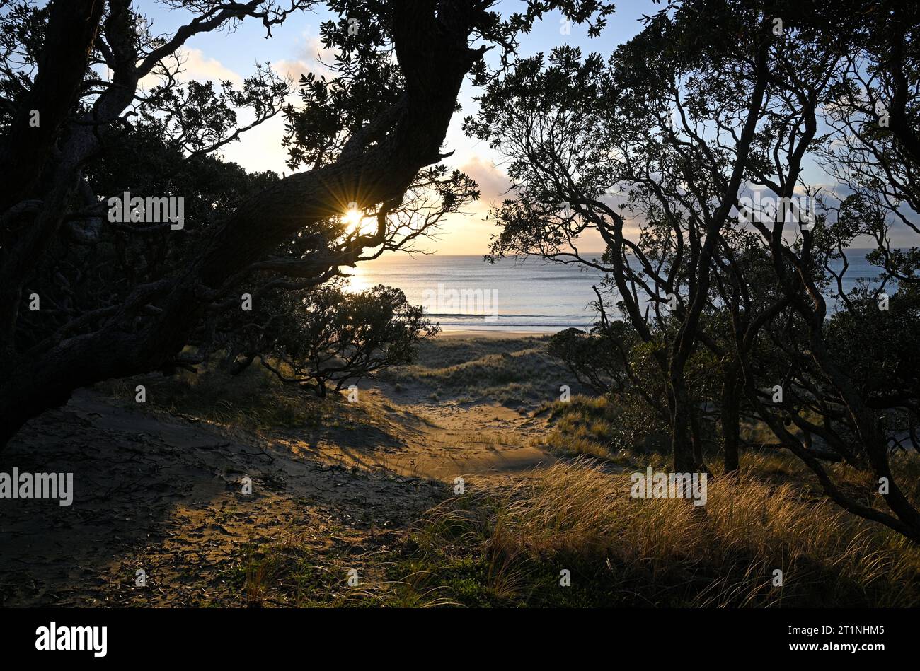 Alba attraverso gli alberi di Pohutukawa a Palmers Beach, grande isola Barriera, Porto di Waitemata, nuova Zelanda Foto Stock
