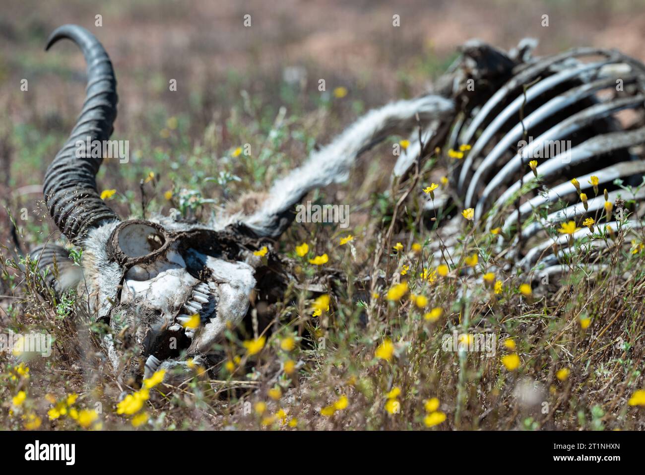 Un'illustrazione di una figura scheletrica che giace in un campo erboso, circondato da vivaci fiori selvatici Foto Stock