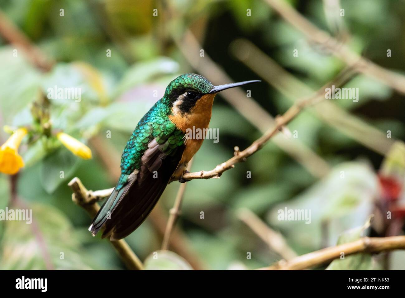 Primo piano della gemma di montagna dalla gola bianca, un colibrì endemico degli altopiani della Costa Rica e Panama. Foto Stock