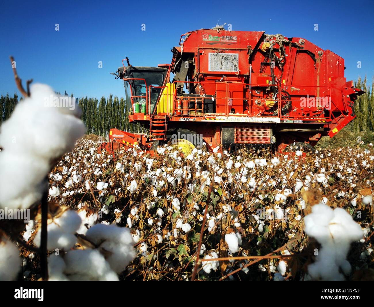 AKSU, CINA - 15 OTTOBRE 2023 - Un agricoltore guida una raccoglitrice di cotone per raccogliere cotone in un campo nella città di Aksu, nella regione autonoma di Xinjiang Uygur, Cina, O. Foto Stock