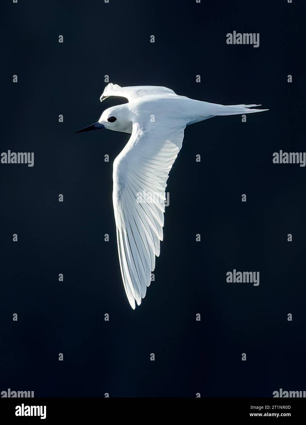 Indo-pacific White Tern (Gygis (alba) candida) in volo al largo dell'isola di Norfolk, Australia. Foto Stock