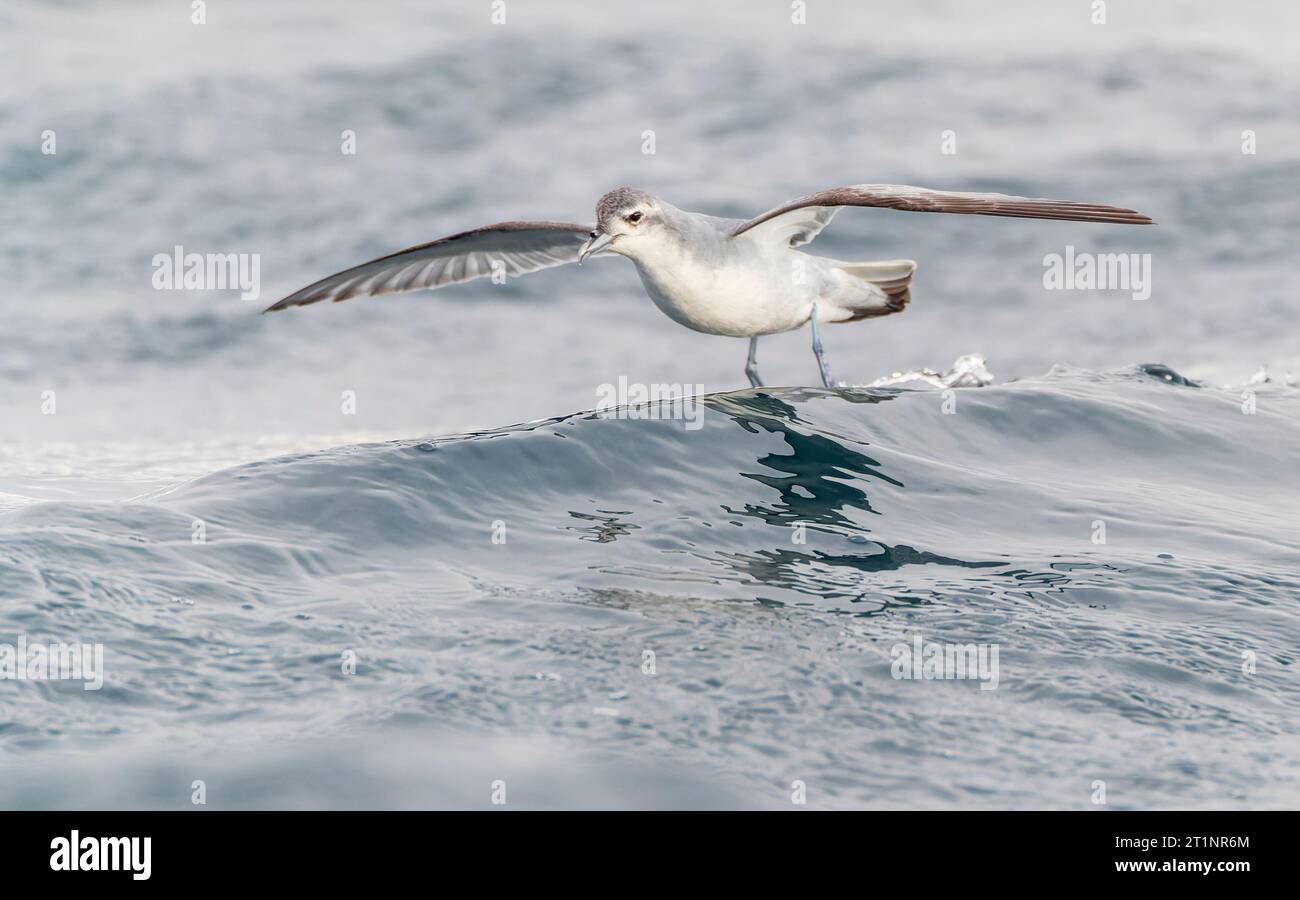Kaikoura, nuova Zelanda. Foto Stock