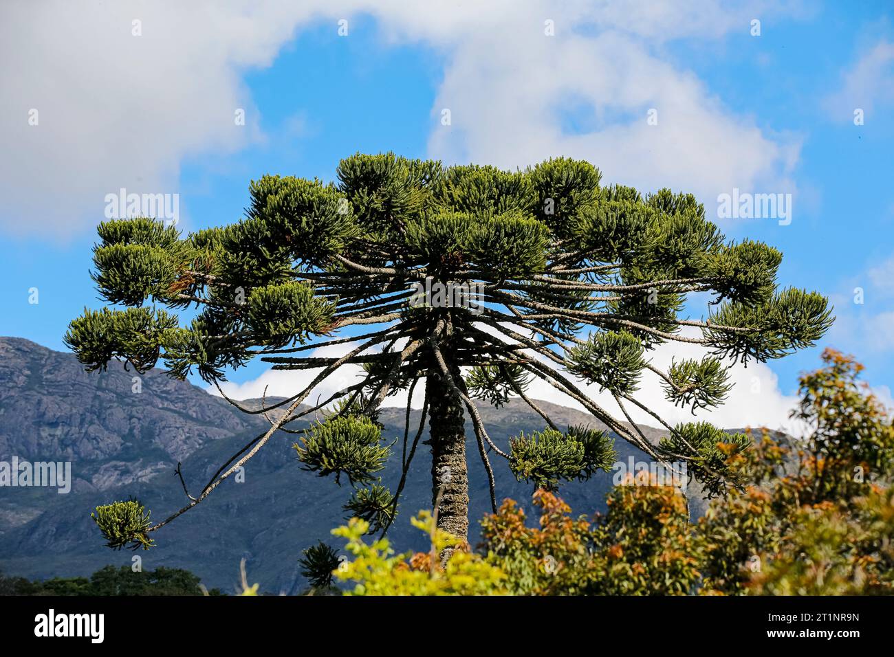 Impressionante corona di pini contro paesaggi di montagna con cielo blu e nuvole bianche del parco naturale di Caraca, Minas Gerais, Brasile Foto Stock