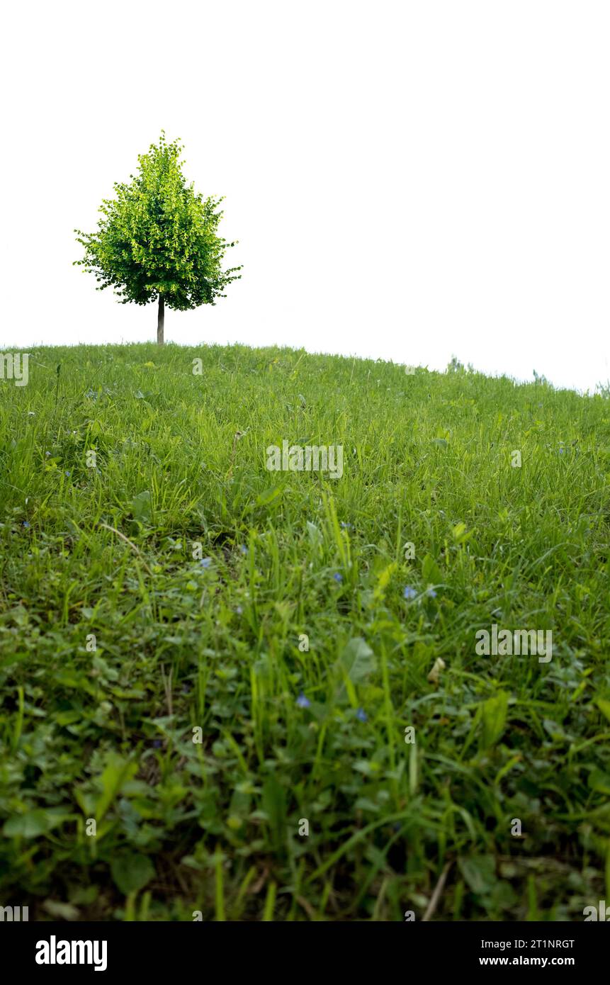 un albero solitario in cima a una collina, isolato Foto Stock