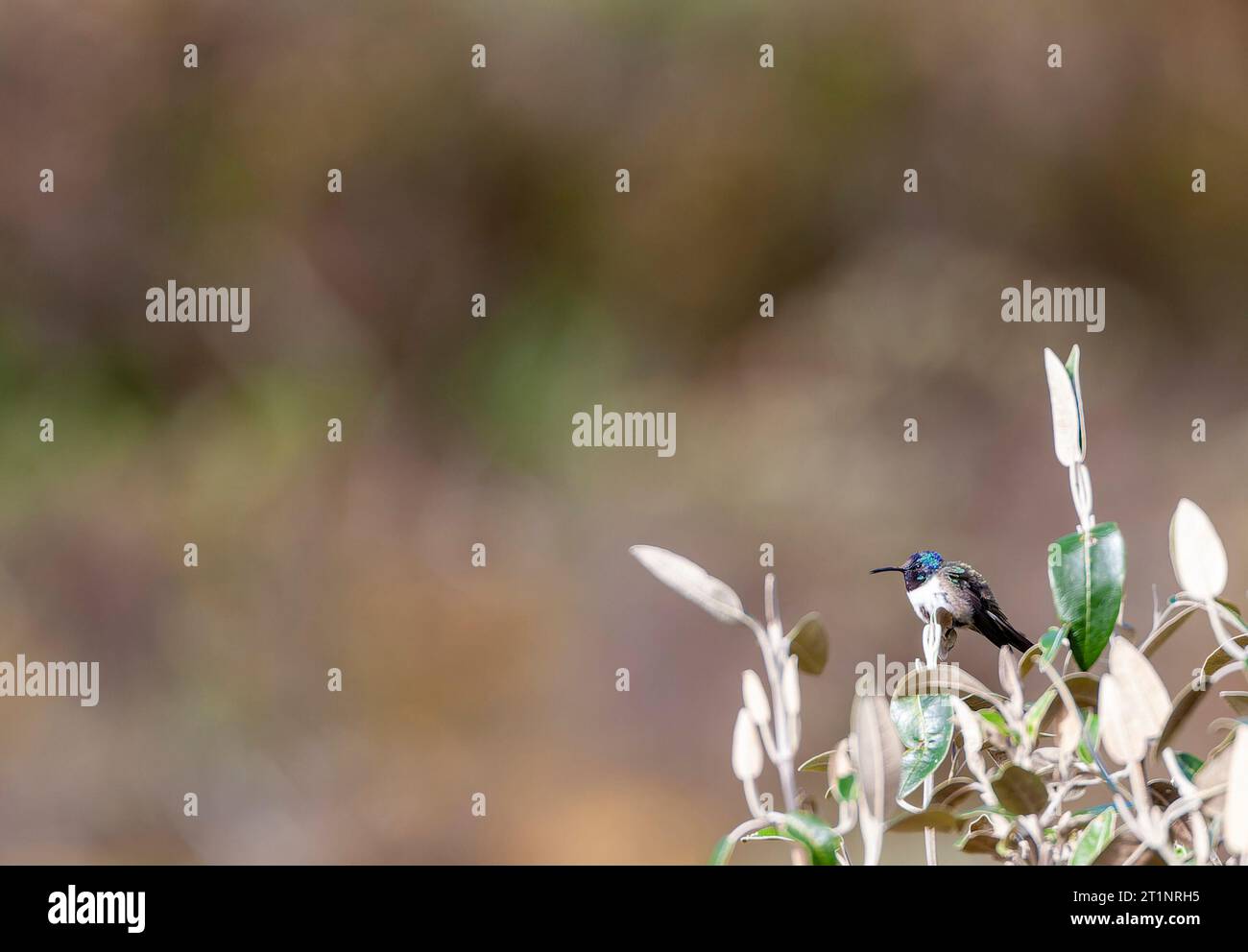Hillstar ecuadoriana (Oreotropchilus chimborazo) al passo Papallacta, nelle Ande orientali dell'Ecuador. Foto Stock