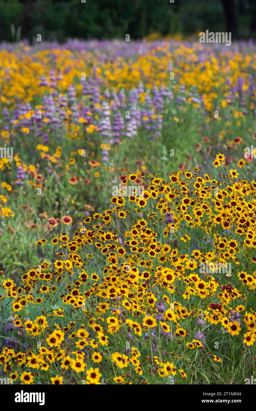 Colorati fiori selvatici primaverili pieni di colori coprirono la strada e le aree pubbliche di Austin, Texas, America. Foto Stock