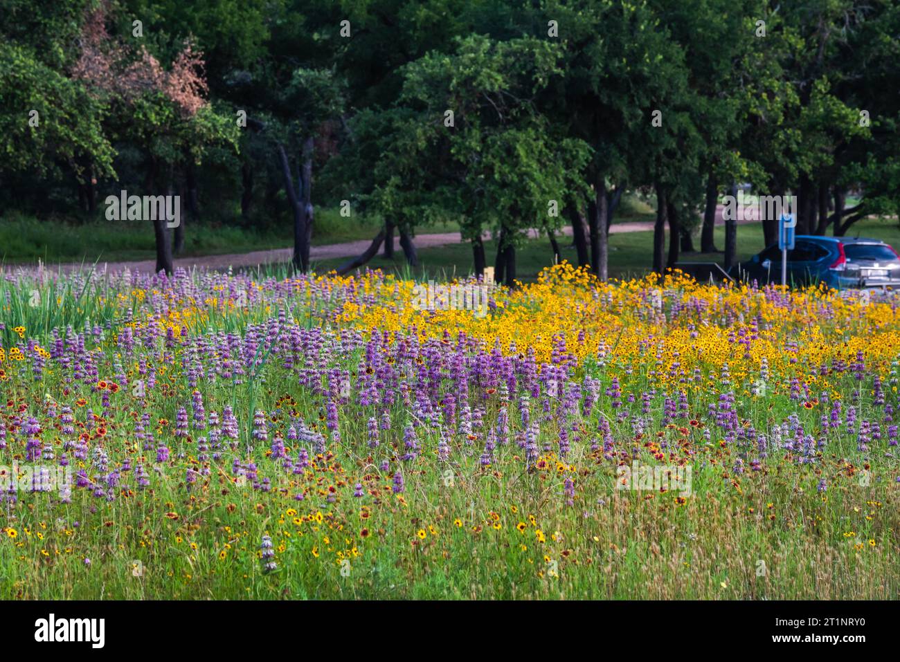 Colorati fiori selvatici primaverili pieni di colori coprirono la strada e le aree pubbliche di Austin, Texas, America. Foto Stock