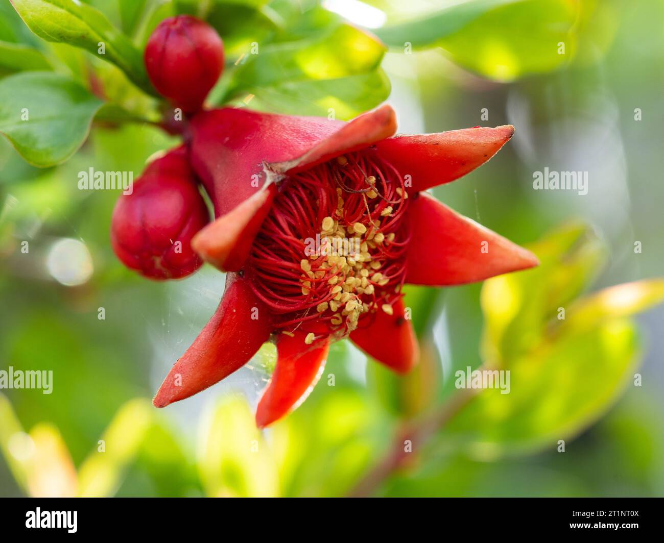 Fiore di melograno e gemme sull'albero, rosso arancio scarlatto brillante, foglie verdi Foto Stock