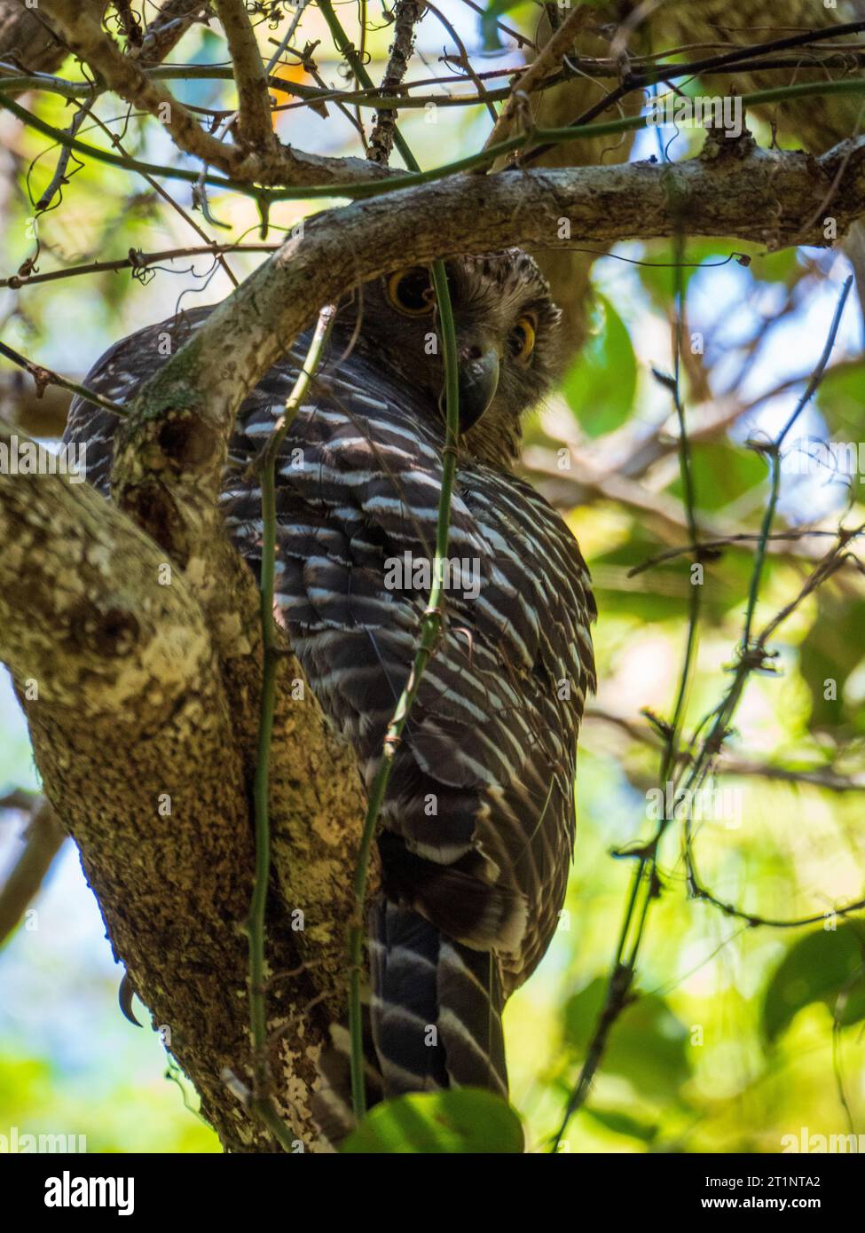 Gufo potente, occhi spalancati Foto Stock