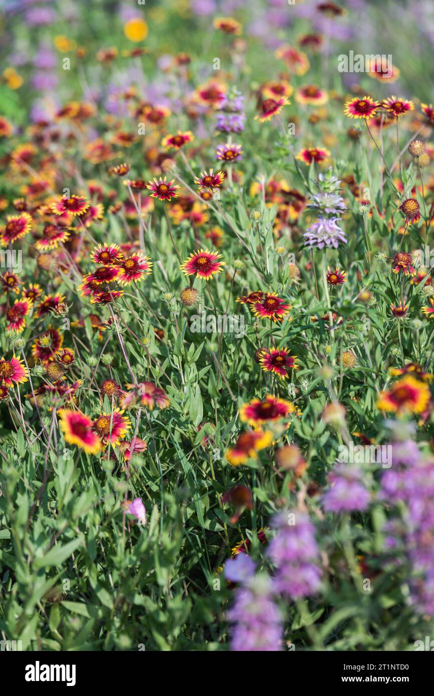 I colorati fiori selvatici primaverili coprirono la strada e le aree pubbliche di Austin, Texas, America. Foto Stock