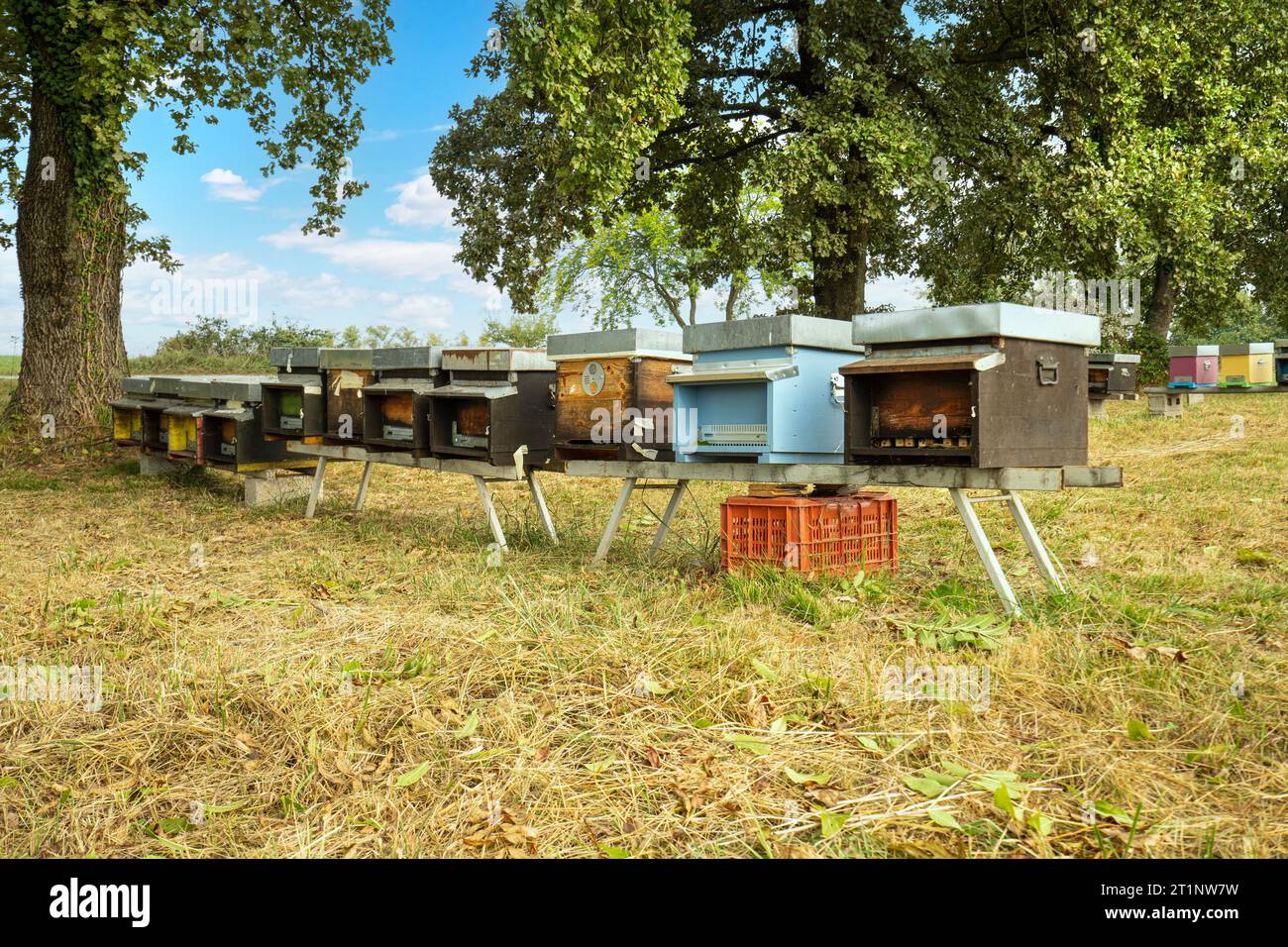 alveari con api in campagna in autunno Foto Stock
