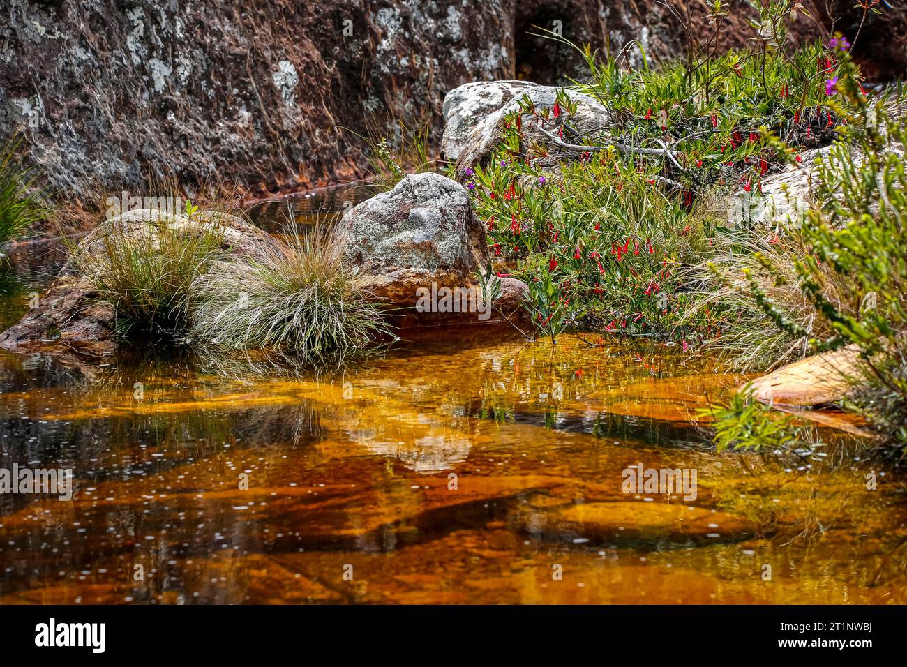 Piccolo laghetto idilliaco con acqua limpida e dorata, rocce e macchia fiorente, Parco statale Biribiri, Minas Gerais, Brasile Foto Stock