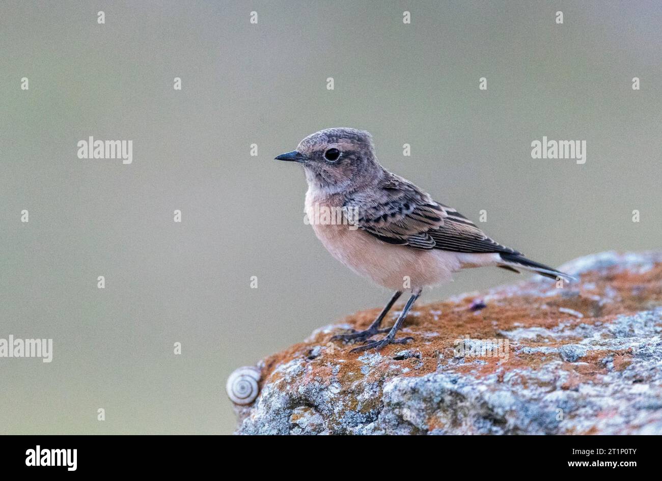 Immaturo Pied Wheatear (Oenanthe pleschanka) durante la migrazione autunnale a Capo Kaliakra, in Bulgaria. Arroccato su una vecchia rovina. Foto Stock