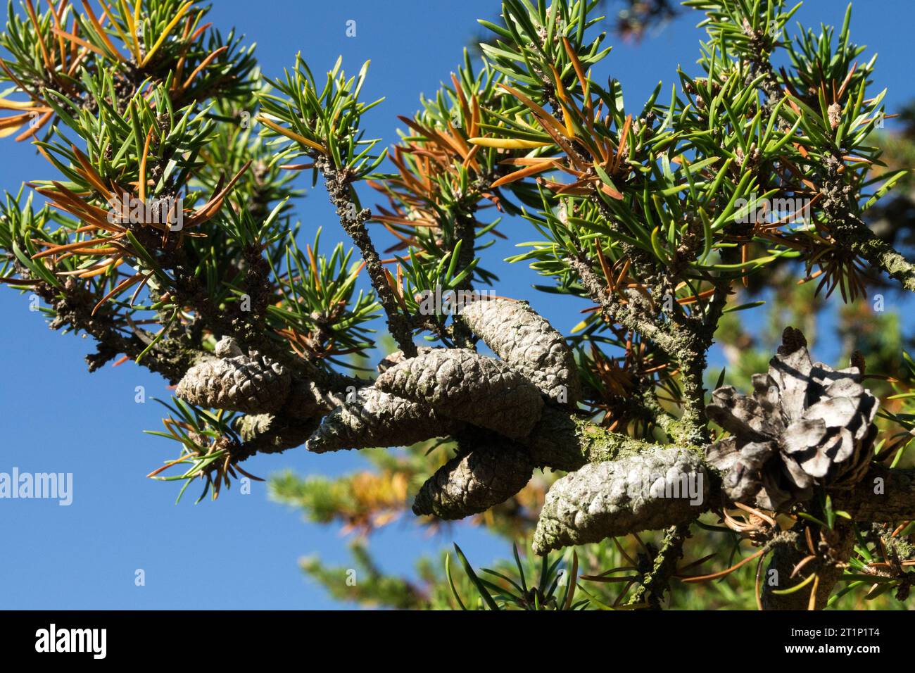 Aghi, Jack Pine, Pinus banksiana, ramo, coni femminili Foto Stock