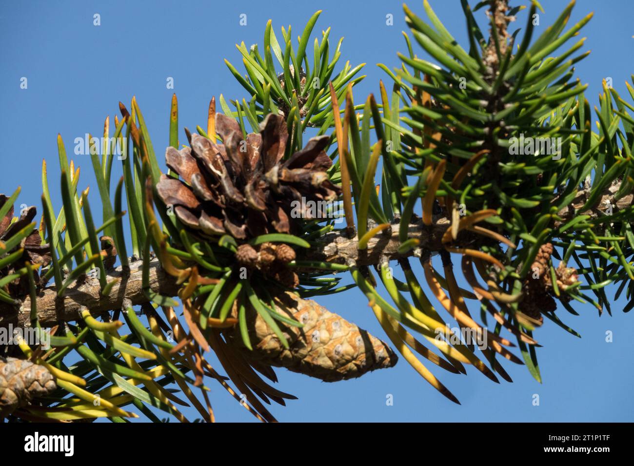 Pinus banksiana cono Jack Pine femmina Foto Stock