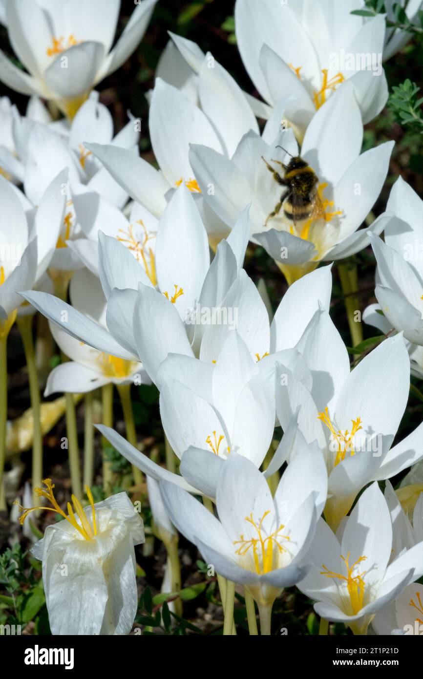 Crocus speciosus, October, Plant, Crocus speciosus Albus, Insect, Bumblebee Foto Stock