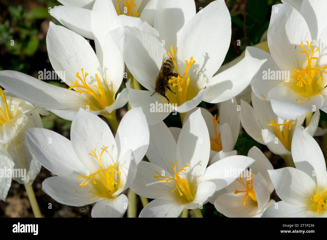 Ape di miele in fiore, Biebersteins bianche Crocus speciosus 'Albus', Autunno, bianco, crocuses Foto Stock