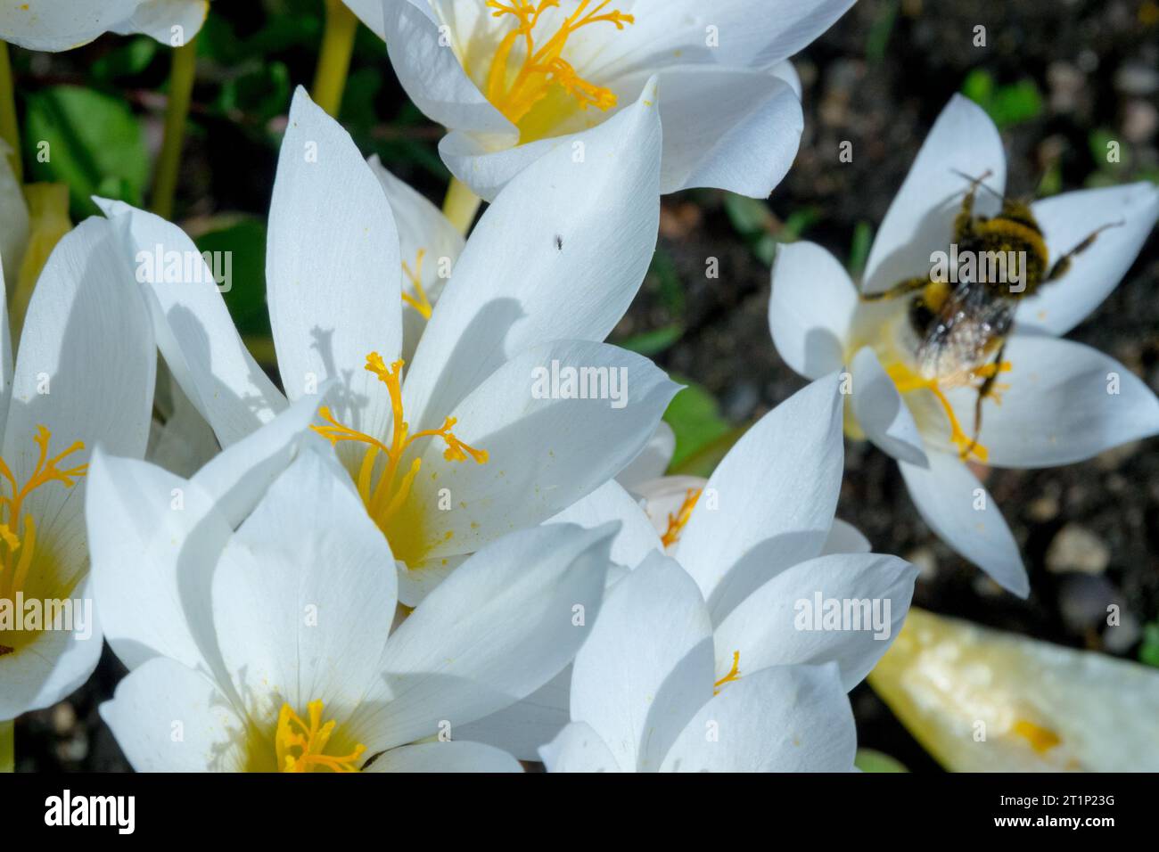 Bumblebee su Biebersteins bianche Crocus speciosus fiore Foto Stock