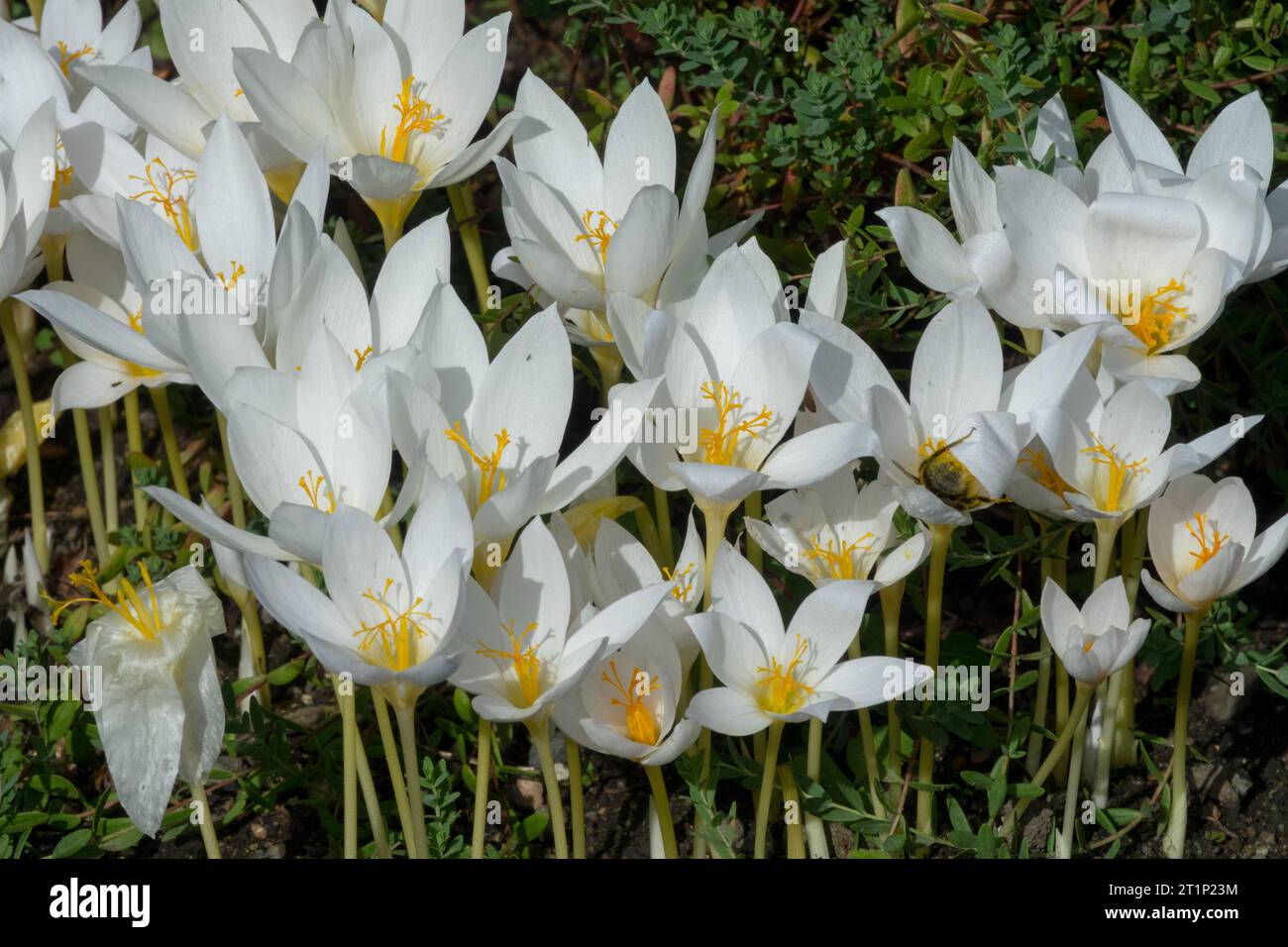 Bianco, crocche in giardino, Crocus speciosus 'Albus' Foto Stock