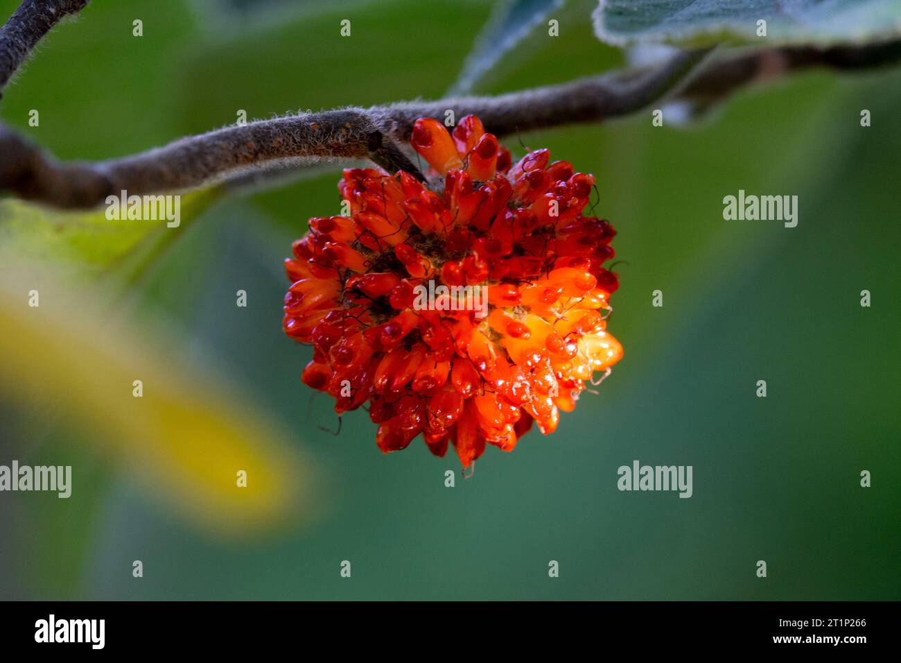 Gelso di carta, Broussonetia papyrifera, commestibile, frutta Foto Stock