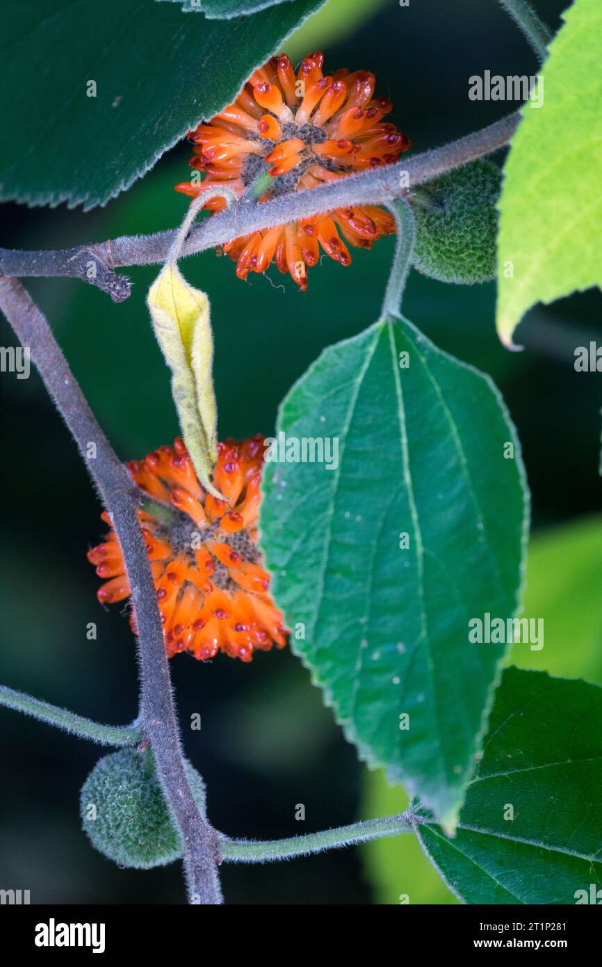 Gelso di carta, Broussonetia papyrifera, commestibile, frutta, foglia, filiale Foto Stock