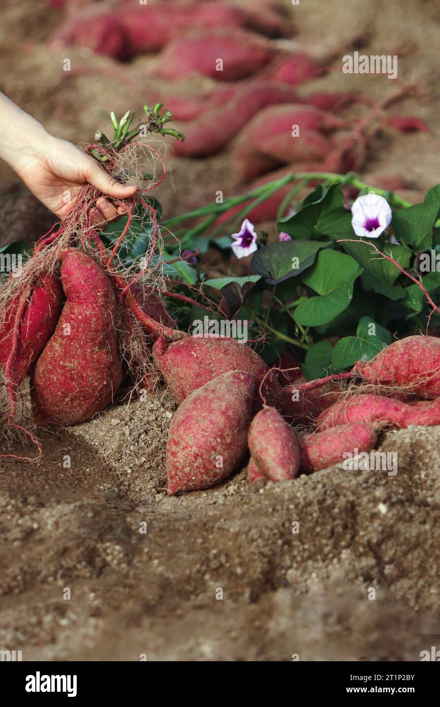 Campo di patate dolci durante il raccolto autunnale, patate dolci fresche e deliziose, fiori di patate dolci e germogli di patate dolci scavati dal terreno Foto Stock