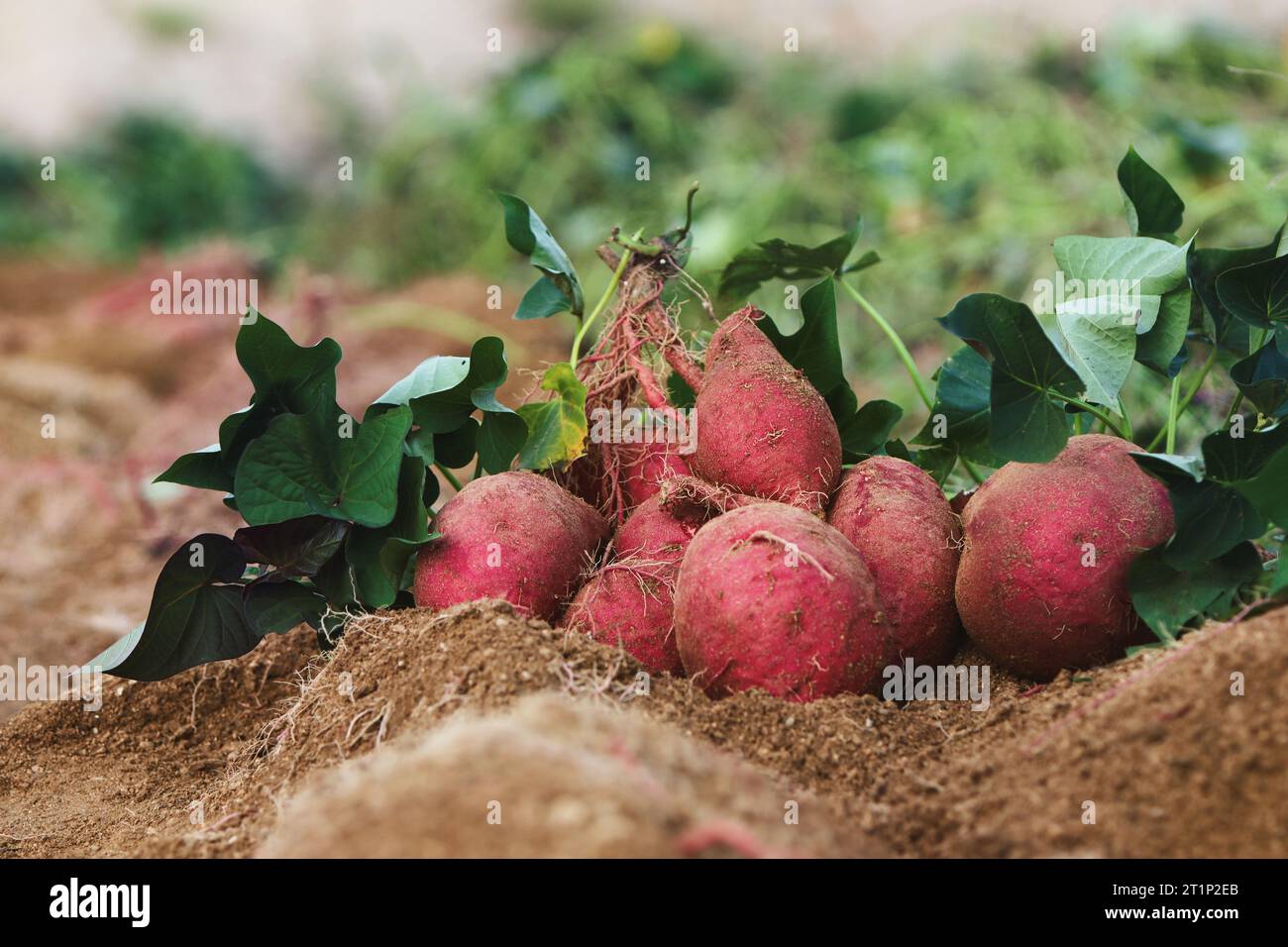 Campo di patate dolci durante il raccolto autunnale, patate dolci fresche e deliziose, fiori di patate dolci e germogli di patate dolci scavati dal terreno Foto Stock