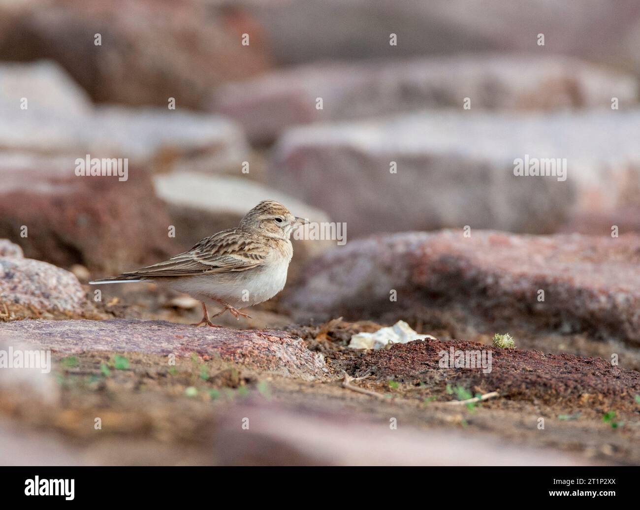 Lark grande a punta corta (Calandrella brachydactyla) durante la migrazione primaverile a Eilat, in Israele. Riposa in un parco cittadino. Foto Stock