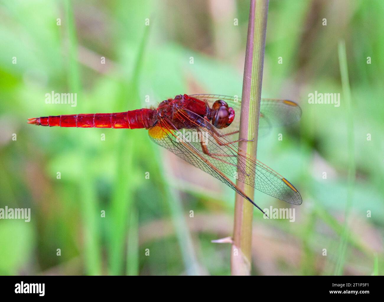 Male Broad Scarlet, Crocothemis erythraea, nei Paesi Bassi. Poggiato su uno stelo a lamelle. Foto Stock