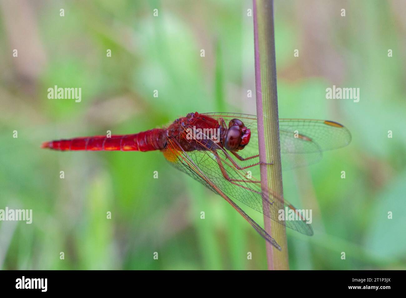 Male Broad Scarlet, Crocothemis erythraea, nei Paesi Bassi. Poggiato su uno stelo a lamelle. Foto Stock